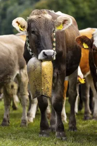 Cattle drive, cattle drive, domestic cattle (Bovidae)