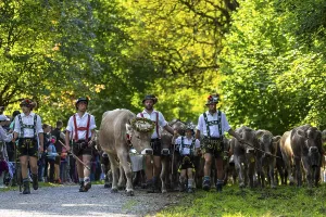 Cattle drive, cattle drive, herdsman