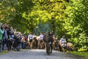 Cattle drive, cattle drive, shepherd