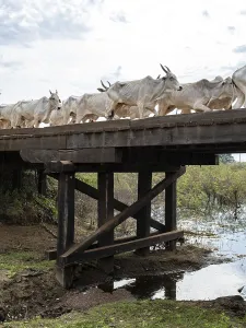Cattle drive, MS-184, Nhecolandia
