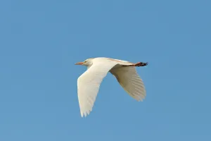 Cattle Egret