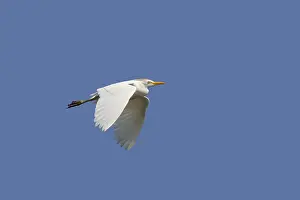 Cattle egret (Bubulcus ibis)