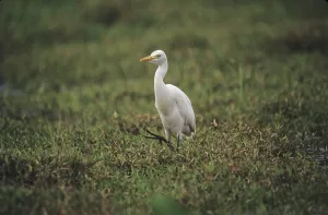 Cattle Egret (Bubulcus ibis)