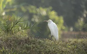 A Cattle Egret (Bubulcus ibis)