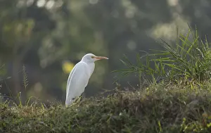 A Cattle Egret (Bubulcus ibis)