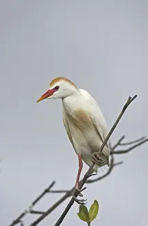 Cattle Egret (Bubulcus ibis), adult