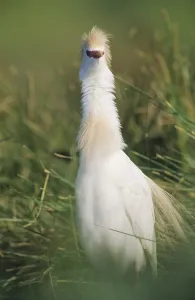 Cattle Egret (Bubulcus ibis), adult in breeding plumage