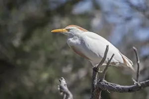 Cattle Egret (Bubulcus ibis) in breeding plumage