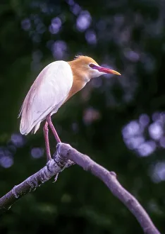 Cattle Egret (Bubulcus ibis) with its breeding plumage in Ranganathittu bird Sanctuary near Mysuru
