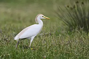 Cattle egret (Bubulcus ibis), foraging in a meadow