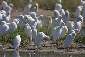 Cattle egret (Bubulcus ibis), Heron