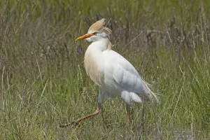 Cattle egret with erect bonnet walking in green wet meadow looking left