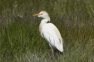 Cattle egret standing in green meadow looking left