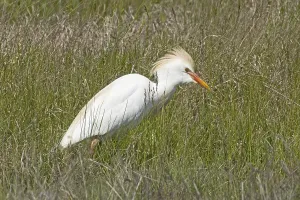 Cattle egret standing in green meadow looking right