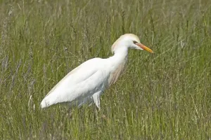 Cattle egret standing in green meadow looking right
