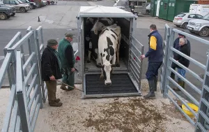 Cattle farming, unloading cull dairy cows from livestock trailer