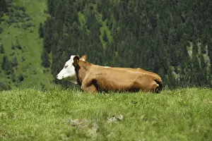 Cattle grazing in the Alps, Simmental breed on alpine pasture