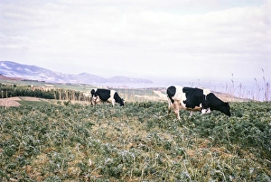 Cattle grazing on a slope, Azores, Portugal, April 1964, Europe