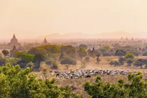 Cattle herd, old temples and pagodas