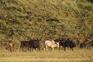 Cattle herder with zebu cattle