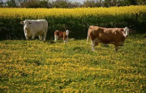 Cattle on a meadow, Onslunda, Scania