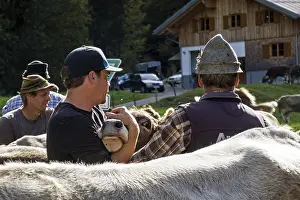 Cattle being prepared for cattle drive
