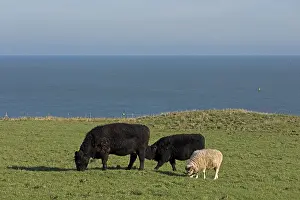 Cattle and rams grazing together