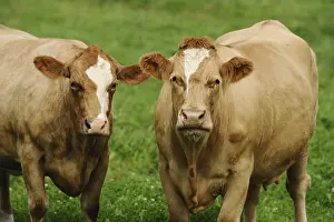Two cattle standing on a green meadow with expressive faces