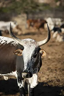 Cattle in the village of Kuvale