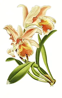 Cattleya mossiae, Moss Cattleys