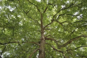 Caucasian wingnut (Pterocarya fraxinifolia)