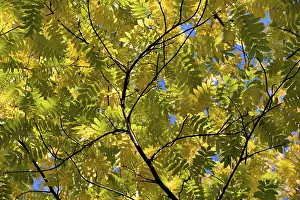 Caucasian wingnut (Pterocarya fraxinifolia)