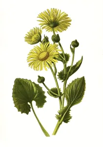 Caucasicum, Caucasian Leopards Bane