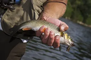 Caught fish on the hook, European Chub