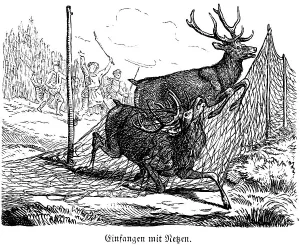 Caught with Nets, Deer, Hubertus Hunting and Hunting Scenes