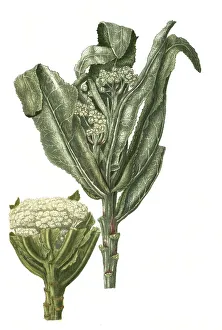 Cauliflora, cauliflower (Brassica oleracea var)