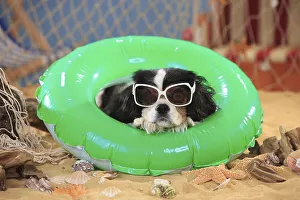 Cavalier King Charles Spaniel, bitch