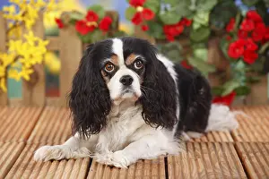 Cavalier King Charles Spaniel, bitch