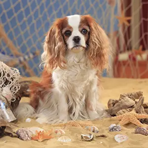 Cavalier King Charles Spaniel, bitch