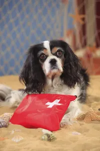 Cavalier King Charles Spaniel, bitch