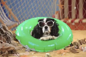 Cavalier King Charles Spaniel, bitch