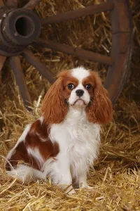 Cavalier King Charles Spaniel, bitch, blenheim