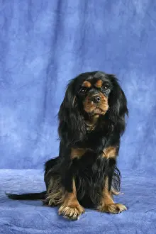 Cavalier King Charles Spaniel, black-and-tan