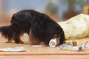 Cavalier King Charles Spaniel, black-brown