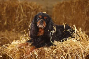 Cavalier King Charles Spaniel, black-brown
