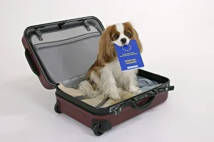 Cavalier King Charles Spaniel, Blenheim