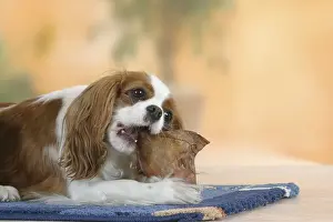 Cavalier King Charles Spaniel, Blenheim