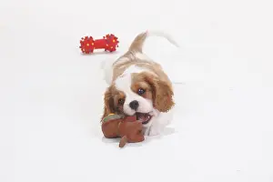 Cavalier King Charles Spaniel, blenheim
