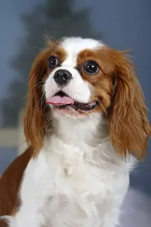 Framed Print : Cavalier-King-Charles-Spaniel, Blenheim Framed Print : Cavalier-King-Charles-Spaniel, Blenheim