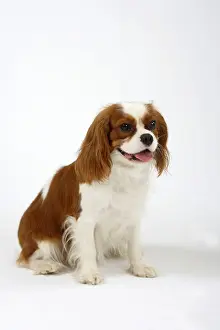 Framed Print : Cavalier-King-Charles-Spaniel, Blenheim Framed Print : Cavalier-King-Charles-Spaniel, Blenheim